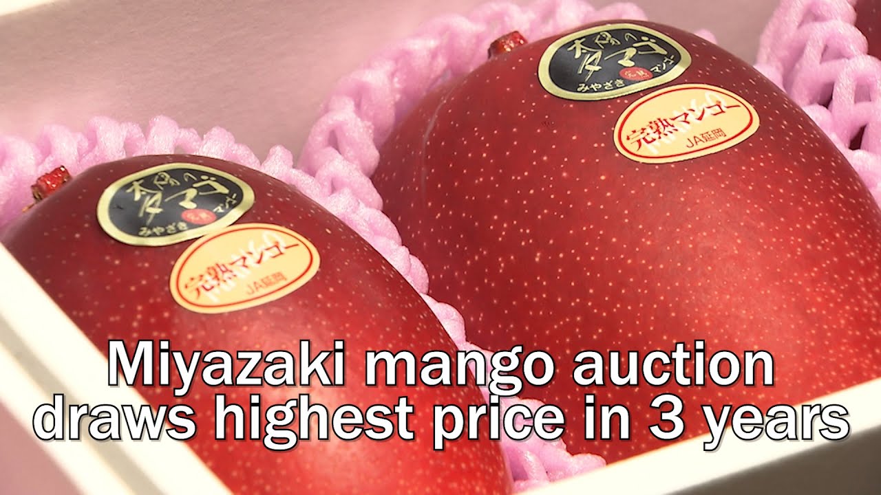 Miyazaki mango auction draws highest price in 3 years YouTube