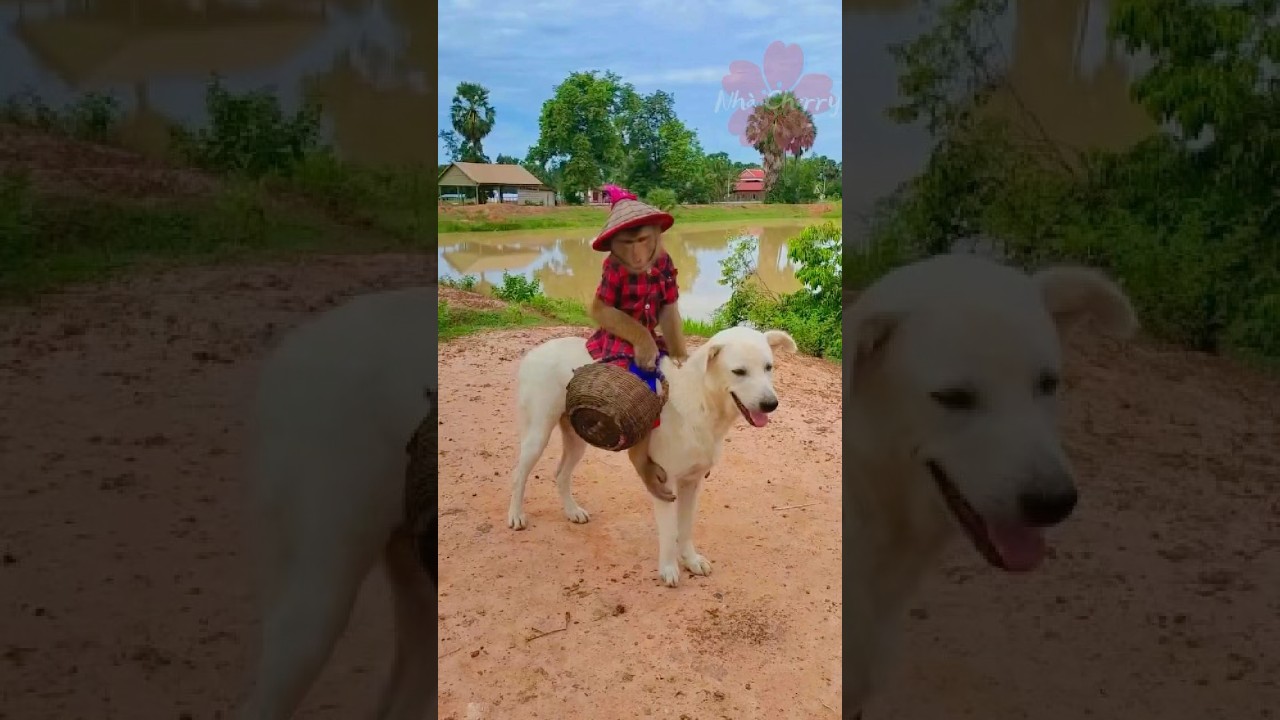 "Monkey and Dog: A Unique Friendship Adventure"