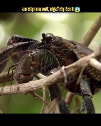 This Creature Can Snap Your Bones Like Twigs! 😱💥 - YouTube