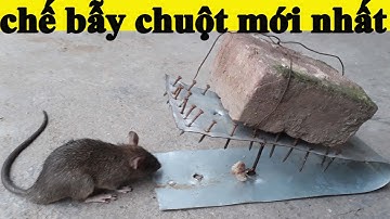 Chuột 5 Bẫy Chuột Dễ Rơi Vào Bẫy Chuột   mouse 5 mouse traps easily fall into mouse traps