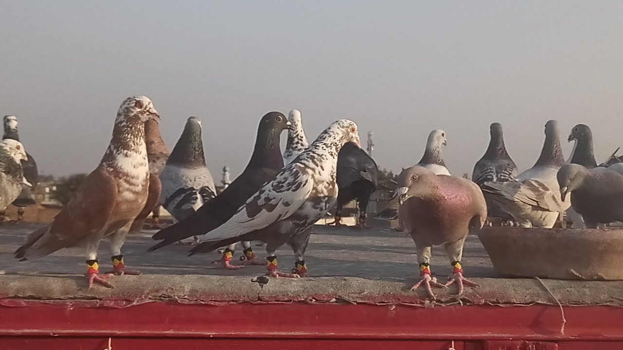 Kabootar Bazi Ka Shooq 18/2/2026 اج کا شوق 🕊️🕊️🕊️🕊️