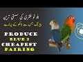 What is Blue 2 Lovebirds, how to produce Blue Two Lovebirds from Cheapest pairing