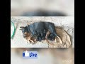 first day Doberman puppy #doglover #shorts #viralshorts #viralvideo #shortvideo SR SANGLI