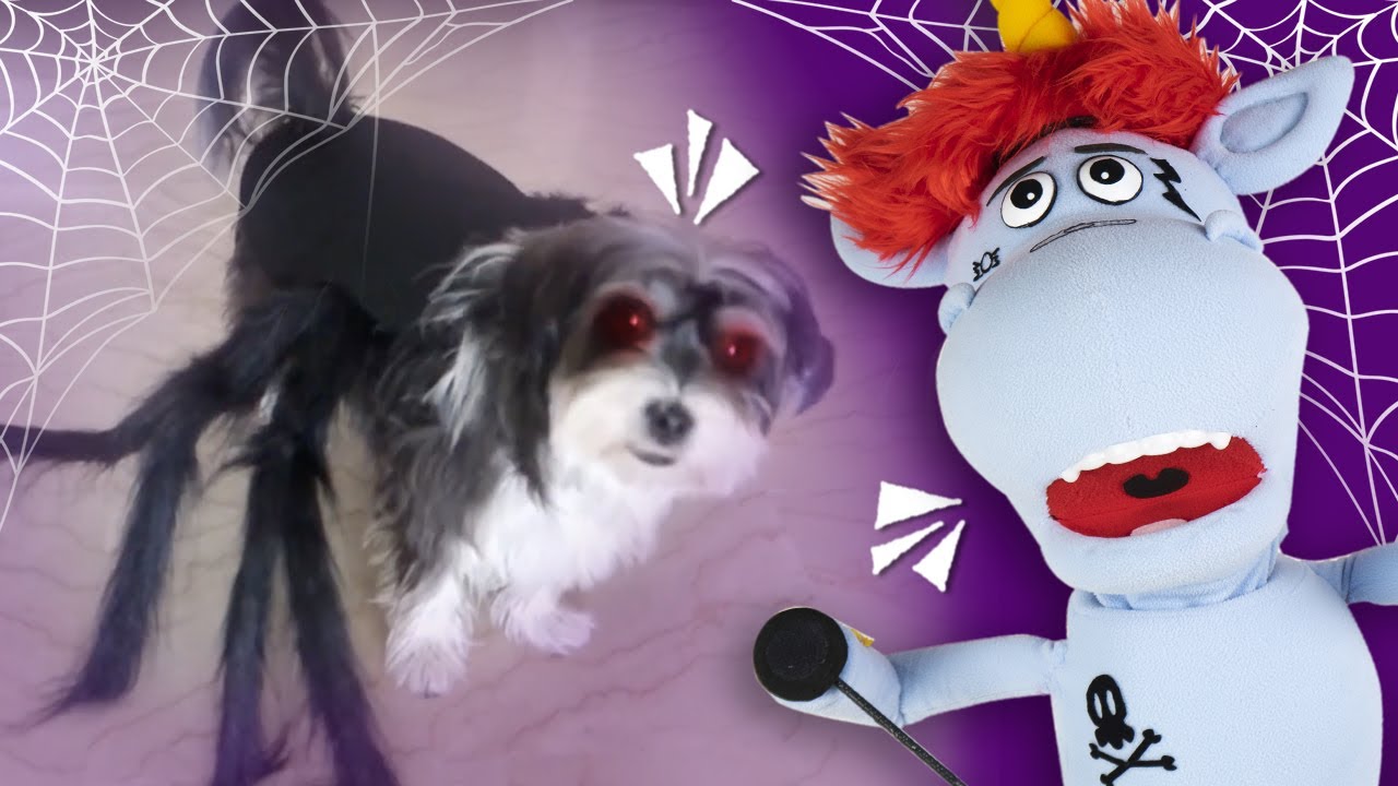 ABBIAMO UN CANE RAGNO? HALLOWEEN CHALLENGE BARBARA D'ALESSANDRO