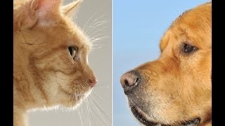 NEĆETE VEROVATI: Igra psa i mačke! =Smeh Do Suza!= screenshot 3