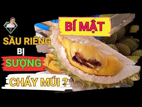 Video Bí Mật Sầu Riêng Bị Sượng, Cháy Múi, Nguyên Nhân Và... - youtube