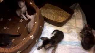 Ориентальная кошка с котятами Ориентальная кошка с котятами