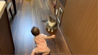 猫　赤ちゃん