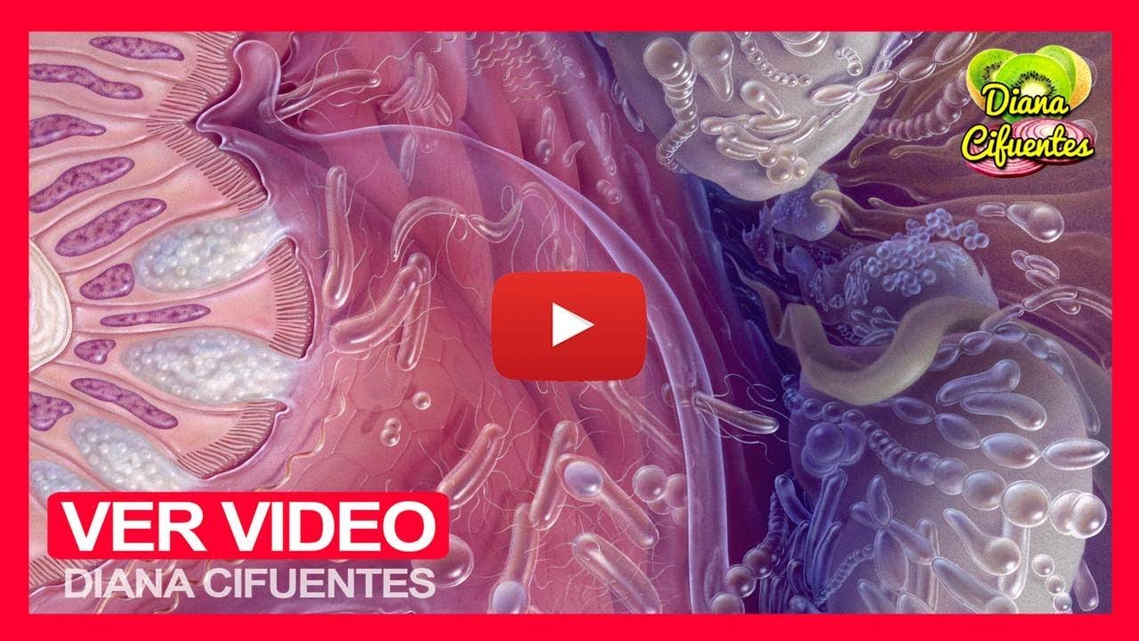 Recuperar la flora intestinal Recuperar la flora intestinal