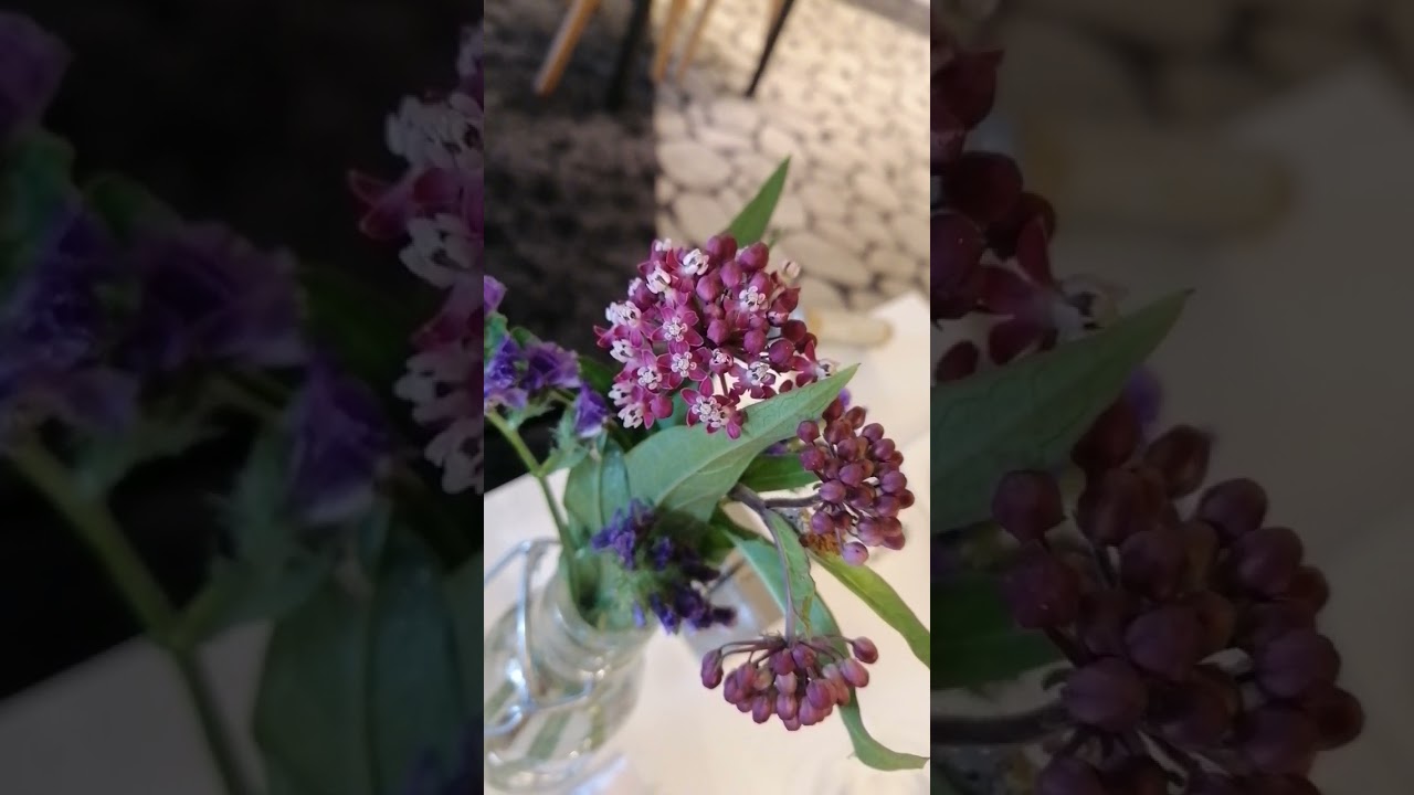 milkgrass only during winter