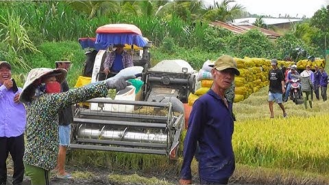 Chấn động máy cắt 70 độ cắt lúa ô em hơn 1000 bao lúa cò trê xanh người dân kêu trời tap44#maibangtv