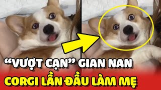 Hành trình VƯỢT CẠN đầy gian nan của bé CORGI lần đầu làm mẹ ❤ | Yêu Lu