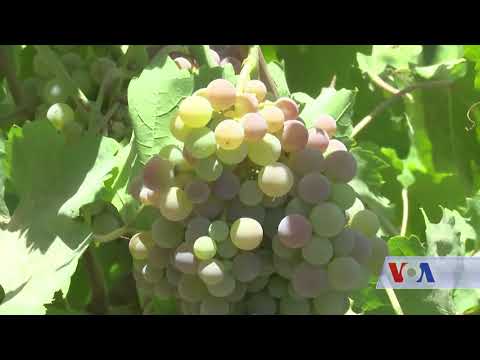 ვიდეო: ყურძენი ალტერნაარია