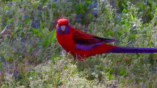 Capture Throw Window - Crimson Rosella At Home Garden #Birds #Spring