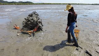 Brave Women Catch Huge Mud Crabs In The Sea after Water Low Tide