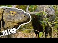 Komodo dragon eats buffalo  nature bites