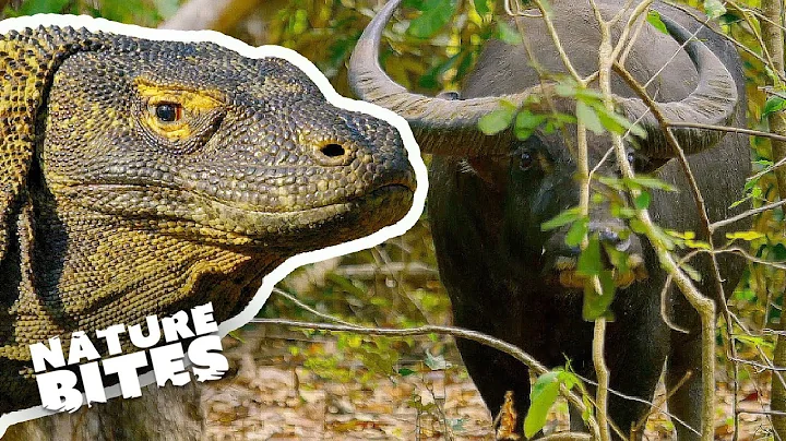 Komodo Dragon Eats Buffalo | Nature Bites