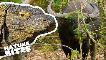 Komodo Dragon Eats Buffalo | Nature Bites