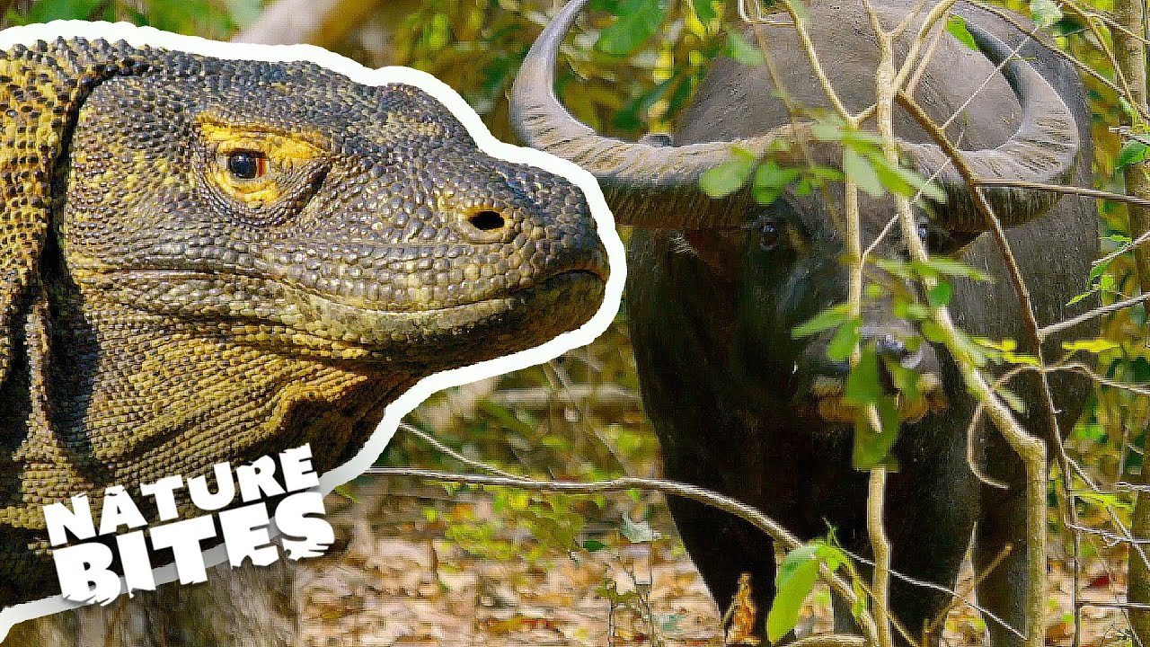 Komodo Dragon Eats Buffalo | Nature Bites