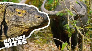 Komodo Dragon Eats Buffalo | Nature Bites