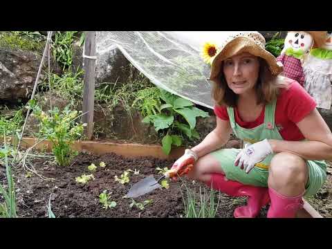 Video: Math In The Garden - Come insegnare la matematica attraverso il giardinaggio