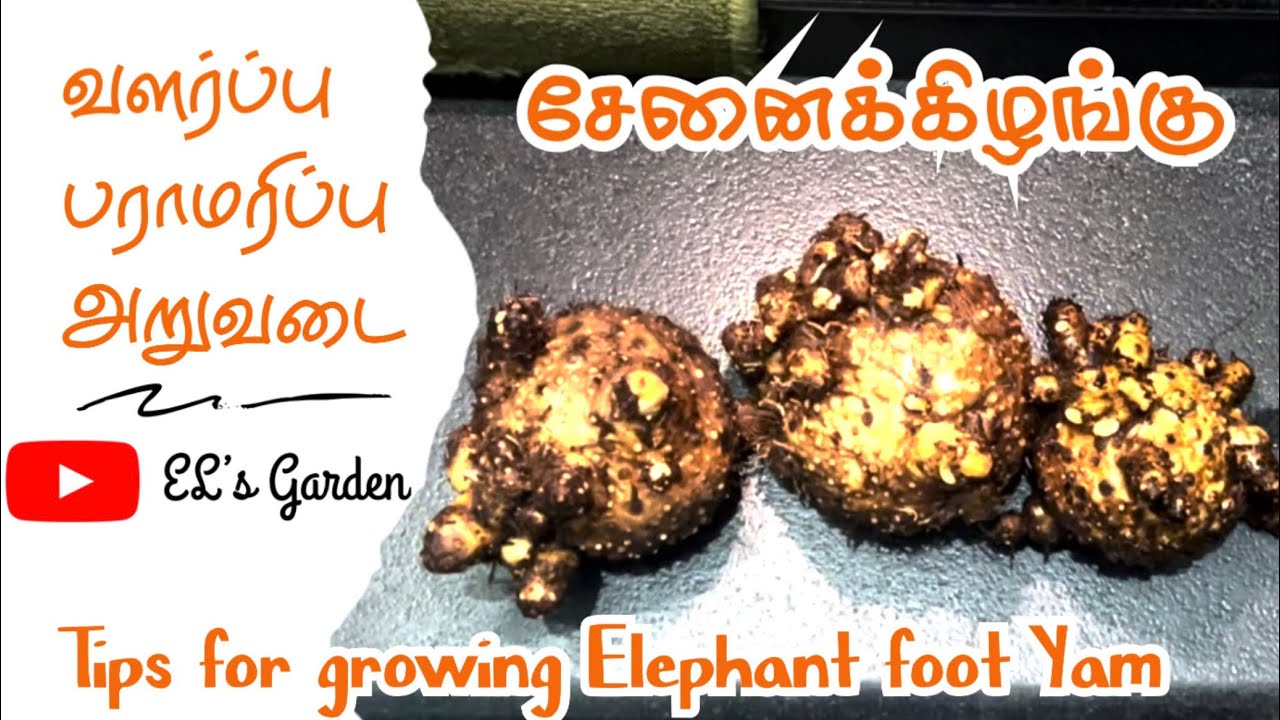 “Elephant Foot Yam Harvest Time! 🌿 Best Tips for Healthy Growth”