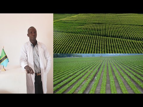 Video: Rhubarb. Kilimo na utunzaji