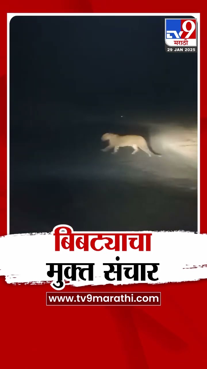 Pune Leopard News | पुण्यातील भोरमध्ये बिबट्याचा मुक्त संचार | tv9 Marathi