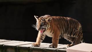 Memphis Zoo Tiger Cubs First Steps on Exhibit