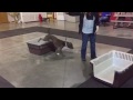 Watch this prancing Pitbull!