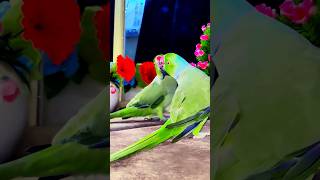 Mitthu Mitthu | parrot voice | parrot talking | #parrot #nonstoptalkingparrot #viral #superbparrot