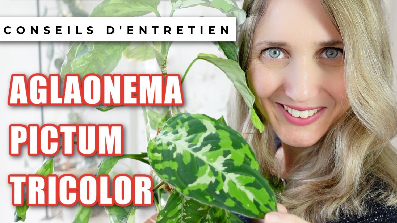 🌿 Aglaonema pictum tricolor : Conseils d'entretien & bilan après 3 ans 🪴