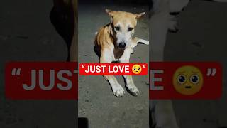Street Dog Wants Only Love 🥺🐾#straydog #shorts #viralreels