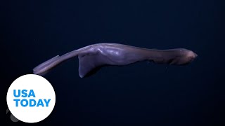 Rare deep-sea gulper eel swims with a full belly | USA TODAY