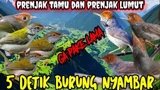 suara pikat prenjak kepala merah prenjak tamu prenjak bawah prenjak lumut paling manjur dan terbukti