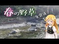 【ゆっくり実況】魔理沙は渓流探索のついでに摘んだ春の野草を食べてみたら・・・【ゆっくり料理】