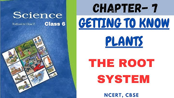 Class 6 Science Chapter 7 | Getting To Know Plants - The Root System