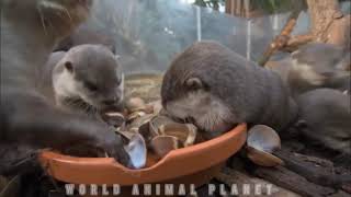 A Day with Dwarf Otters by ocean life 18 views 3 years ago 3 minutes, 50 seconds
