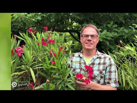 Video: Was tun gegen Oleander-Pflanzenschädlinge - So werden Sie Insekten auf Oleander los