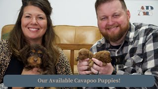 Our Available Cavapoo Puppies! by Adora Perfect Pups 602 views 3 months ago 6 minutes, 51 seconds