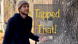 Baby Goats? + Tapping Sweet Gum and Garden Update | VLOG @semojohomestead