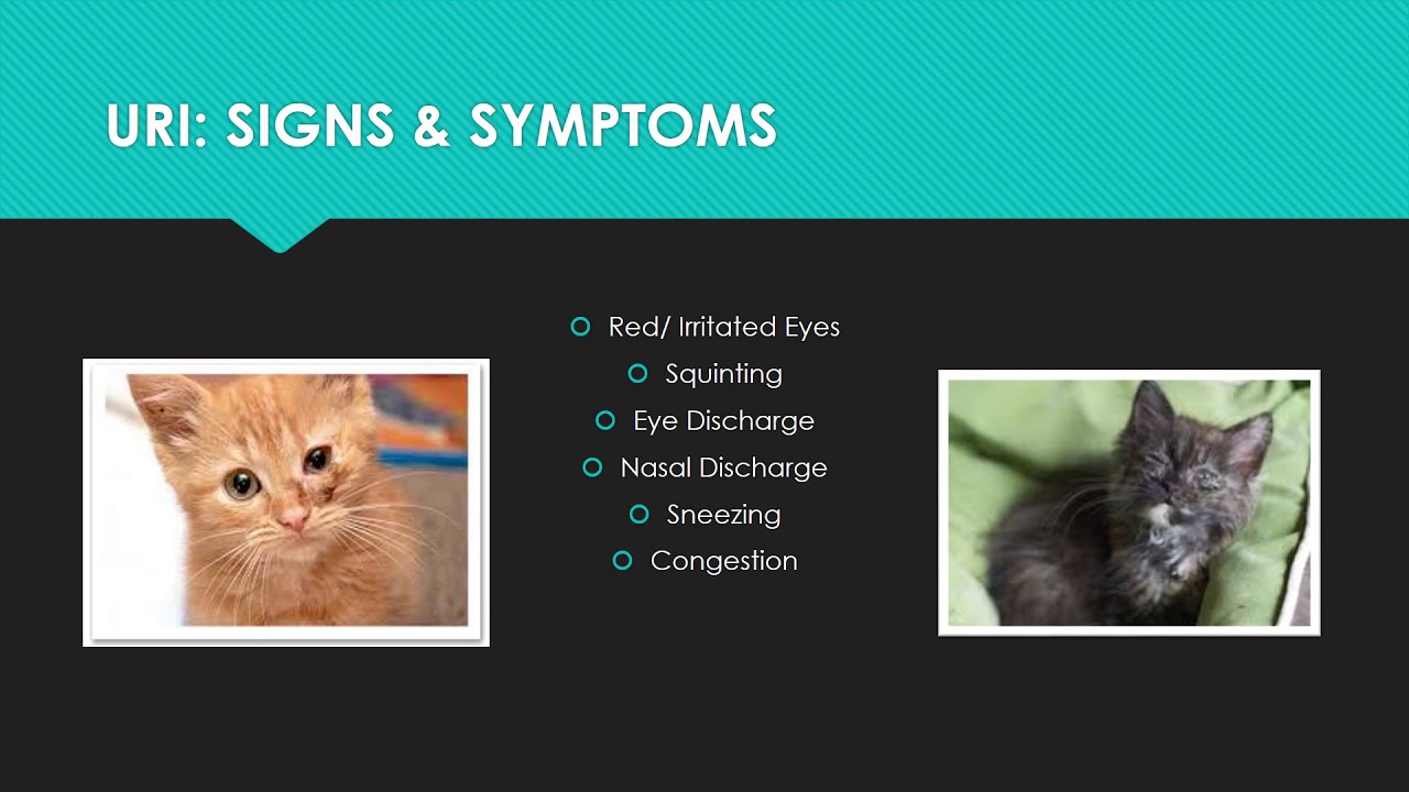 Common illnesses in puppies kittens pima animal care center youtube