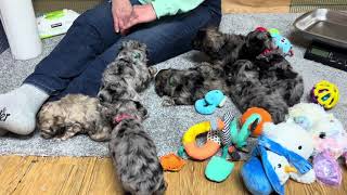 Shammy's Schnoodle puppies  April 10, 2024