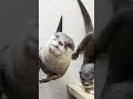 Otter Begging For Fish #Shorts