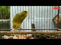 Ini Baru Kenari Matull Masteran Kenari Paling Dicari Mp3 - Mp4 Download