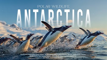 Antarctic Wildlife | A Harsh Journey Through Nature’s Coldest Frontier