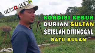 CEK CEK!!! Bagaimana kondisi kebun durian sultan setelah satu bulan | Kebun Durian Sultan Jepara