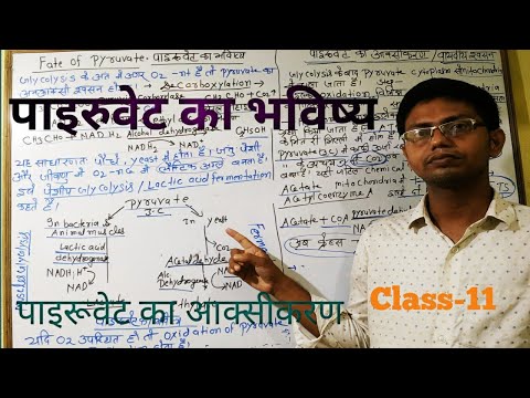 वीडियो: कोशिकीय श्वसन में पाइरूवेट का उपयोग किसके लिए किया जाता है?