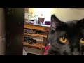 Black cat Attack part 3