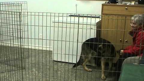 ACTT Dog Fear, Aggression, and Behaviour Modification Case Study Series